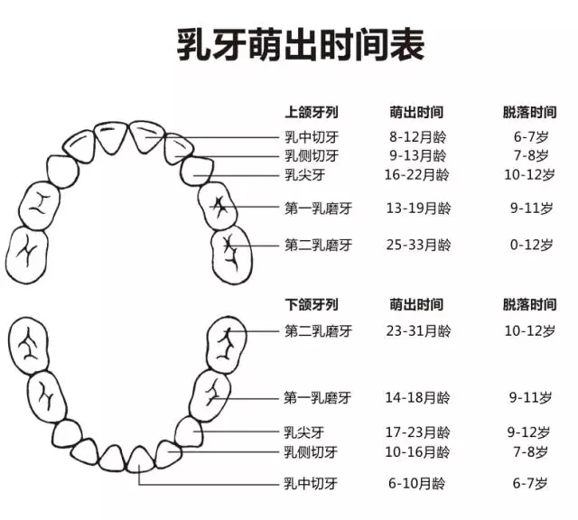 尚佳專業(yè)月嫂丨何時長牙才算正常？